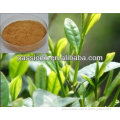 Best stock for Green Tea Extract 50% Polyphenols( tea polyphenols)